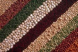 chickpea_diversity_seed