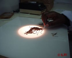 Separating_seeds_on_a_flat_lit_surface.jpg