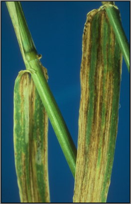 Crop Science | Magyarország - Kórokozók, Helminthosporium gramineum