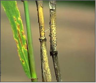 Helminthosporium gramineum, A szántóföldi növények betegségei