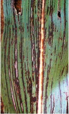 Thesis on bacterial leaf blight of rice