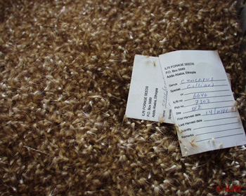 seeds of buffel grass harvested from debra zeit field, with the first labelled information.jpg
