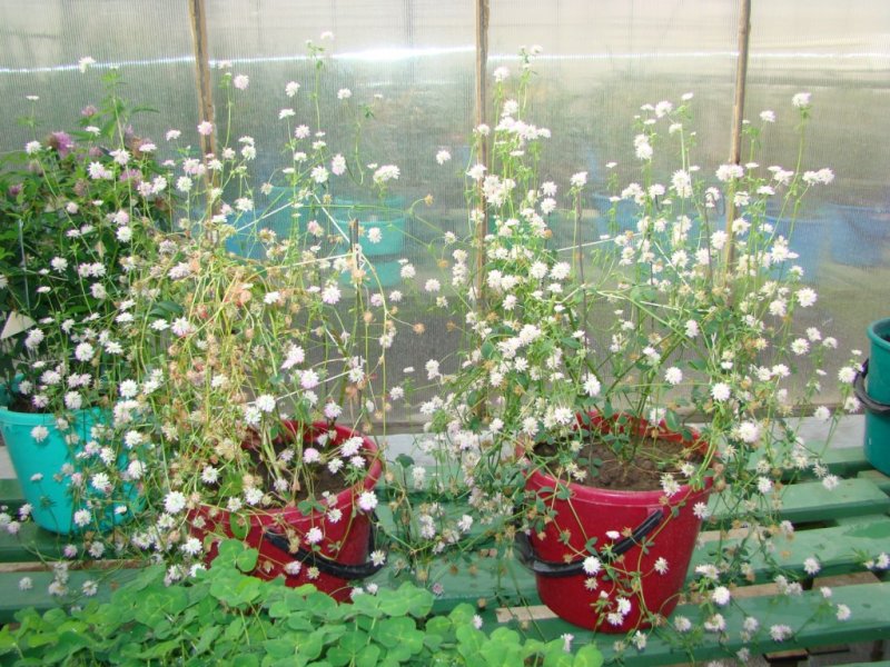 Trifolium_growing_in_a_winter_greenhouse__Minsk_genebank_.JPG