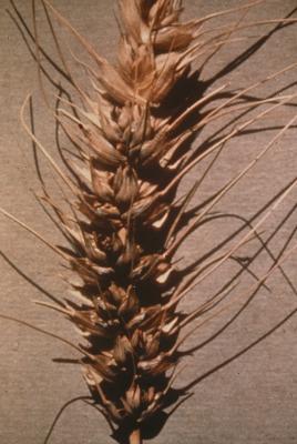 of wheat parts Nematodes